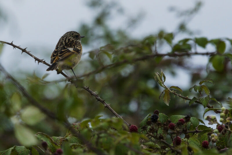 Tarier pâtre juvénile